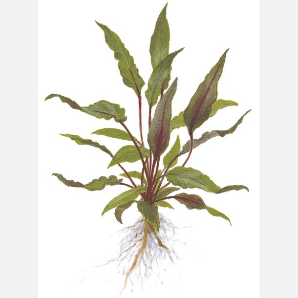 Cryptocoryne beckettii 'Petchii' - potte