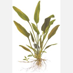 Cryptocoryne x willisii - potte