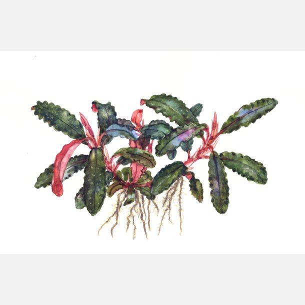Bucephalandra 'Kedagang' - potte