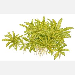 Pogostemon helferi - potte