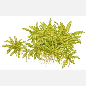 Pogostemon helferi - potte