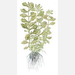 Shinnersia rivularis 'Weiss-Grn' - potte