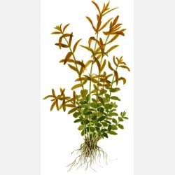 Rotala rotundifolia - potte