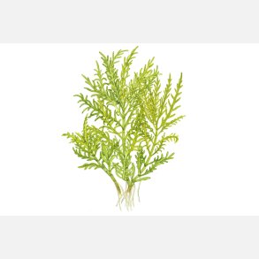 Hygrophila odora - 1-2-grow