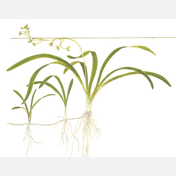 Sagittaria subulata - potte