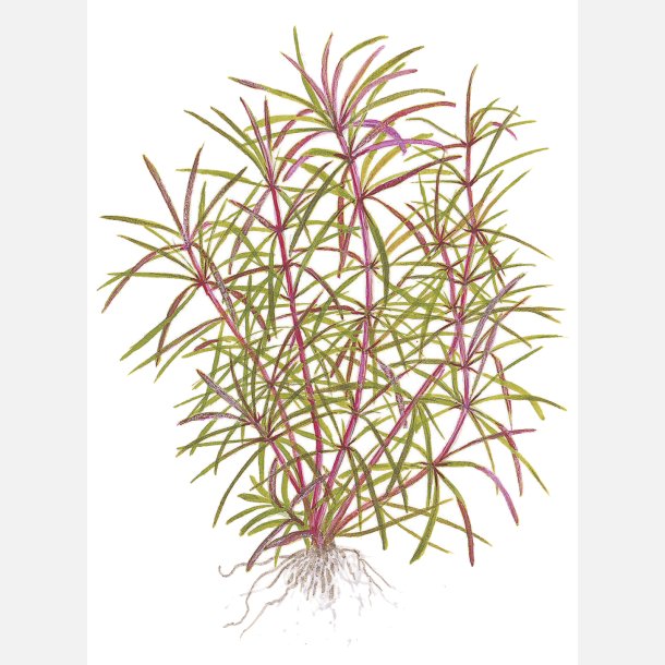 Pogostemon stellatus - potte