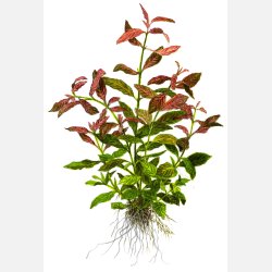 Hygrophila polysperma 'Rosanervig' - potte