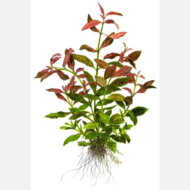 Hygrophila polysperma 'Rosanervig' - potte