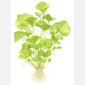 Nymphoides hydrophylla 'Taiwan' - potte