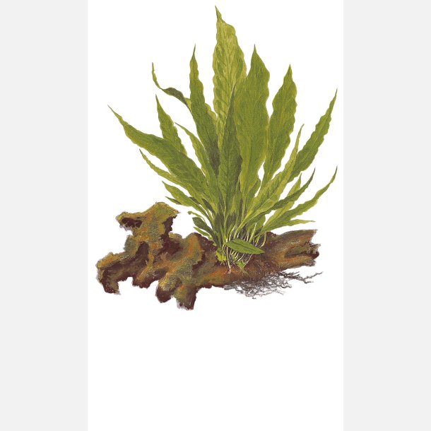 Microsorum pteropus - potte