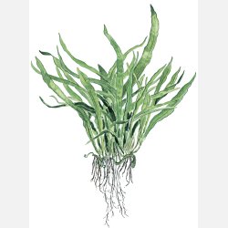 Microsorum pteropus 'Narrow' - potte