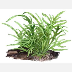  Microsorum pteropus 'Trident' - potte