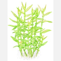 Murdannia keisak - potte