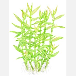 Murdannia keisak - potte