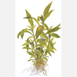 Hygrophila corymbosa 'Siamensis 53B' - potte