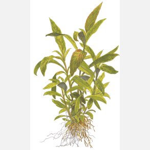 Hygrophila corymbosa 'Siamensis 53B' - potte