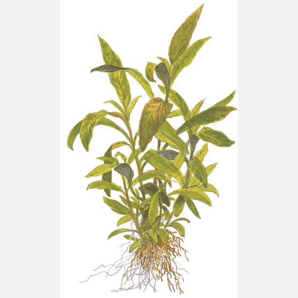 Hygrophila corymbosa 'Siamensis 53B' - potte