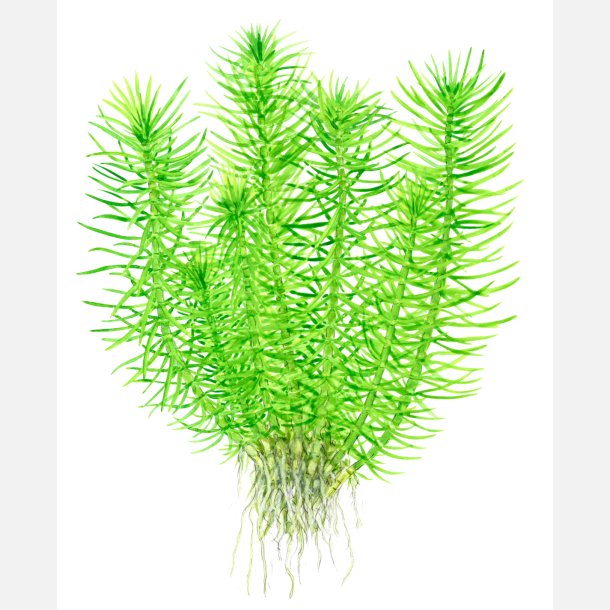 Pogostemon deccanensis - potte