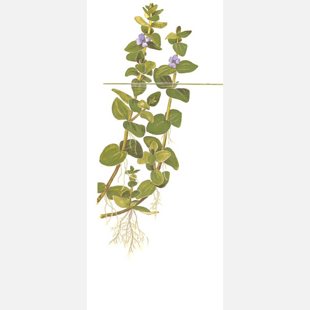 Bacopa caroliniana - 1-2-grow