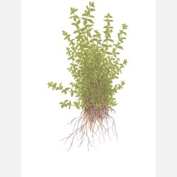 Micranthemum glomeratum - potte