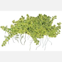 Micranthemum callitrichoides Cuba - potte