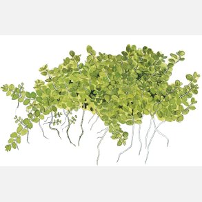 Micranthemum callitrichoides Cuba - potte