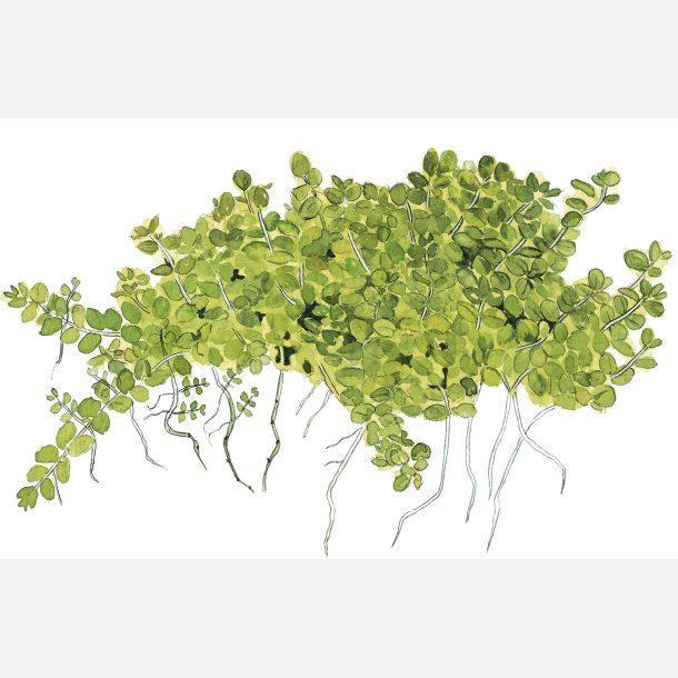 Micranthemum callitrichoides Cuba - potte