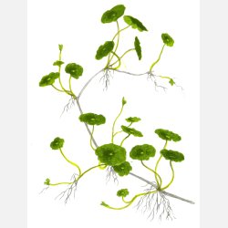 Hydrocotyle verticillata - potte