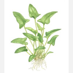 Anubias gracilis - potte