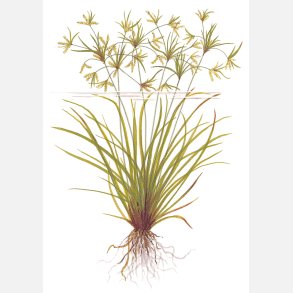 Cyperus helferi - potte