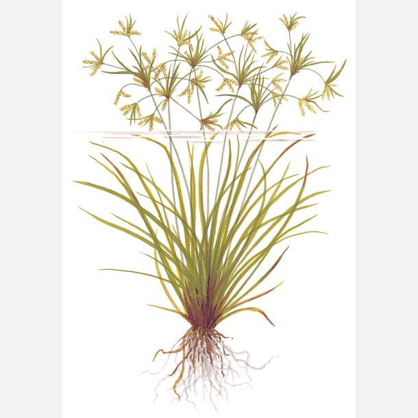 Cyperus helferi - potte