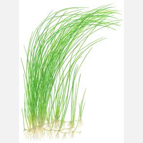 Eleocharis montevidensis - potte