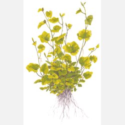 Cardamine lyrata - potte