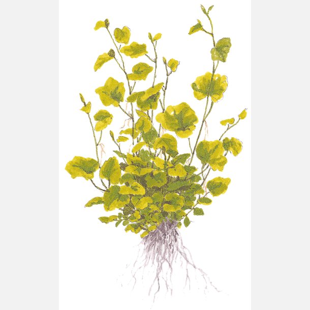 Cardamine lyrata - potte