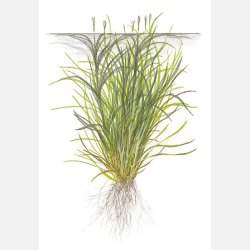 Blyxa japonica - 1-2-grow