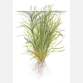 Blyxa japonica - 1-2-grow