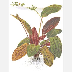 Echinodorus 'Ozelot' - potte