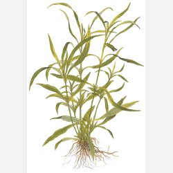 Hygrophila costata - potte