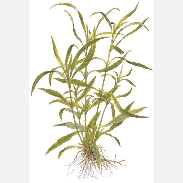 Hygrophila costata - potte