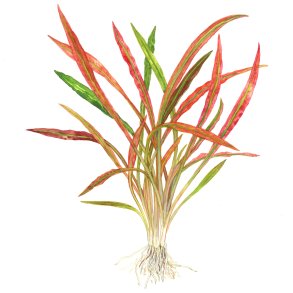 Cryptocoryne spiralis 'Red' - potte