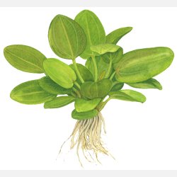 Echinodorus 'Aquartica' - potte