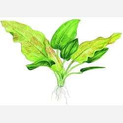 Echinodorus cordifolius 'Fluitans' - potte