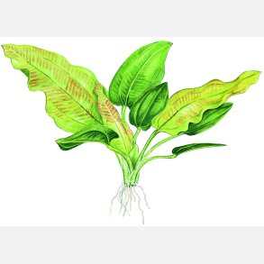 Echinodorus cordifolius 'Fluitans' - potte