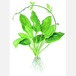 Echinodorus grisebachii 'Bleherae' - potte