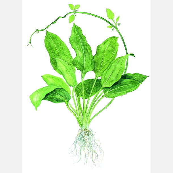 Echinodorus grisebachii 'Bleherae' - potte