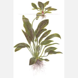 Echinodorus 'Ozelot Green' - potte