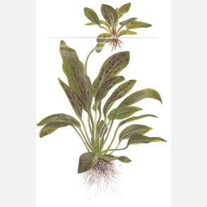 Echinodorus 'Ozelot Green' - potte