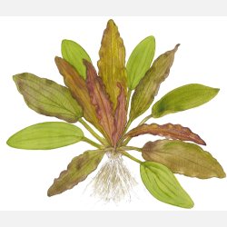 Echinodorus 'Red Diamond' - potte