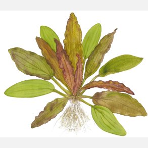 Echinodorus 'Red Diamond' - potte