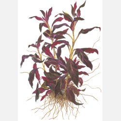 Ludwigia glandulosa - potte